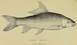 Labeo calbasu (Hamilton 1822) resmi