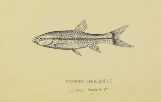 Image of Blackline Rasbora