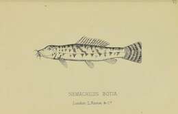 Image of Mottled Loach