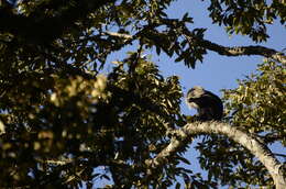 Image of Lion-tailed Macaque