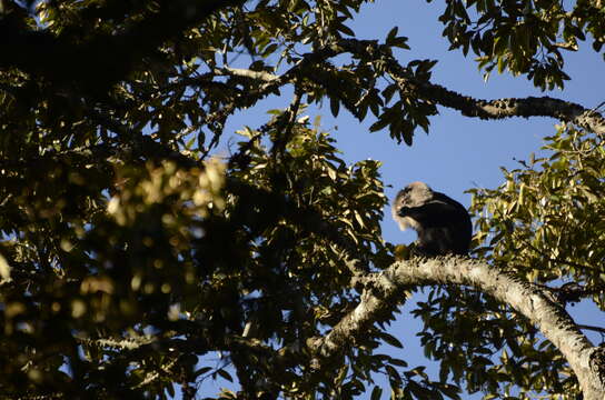 Image of Lion-tailed Macaque