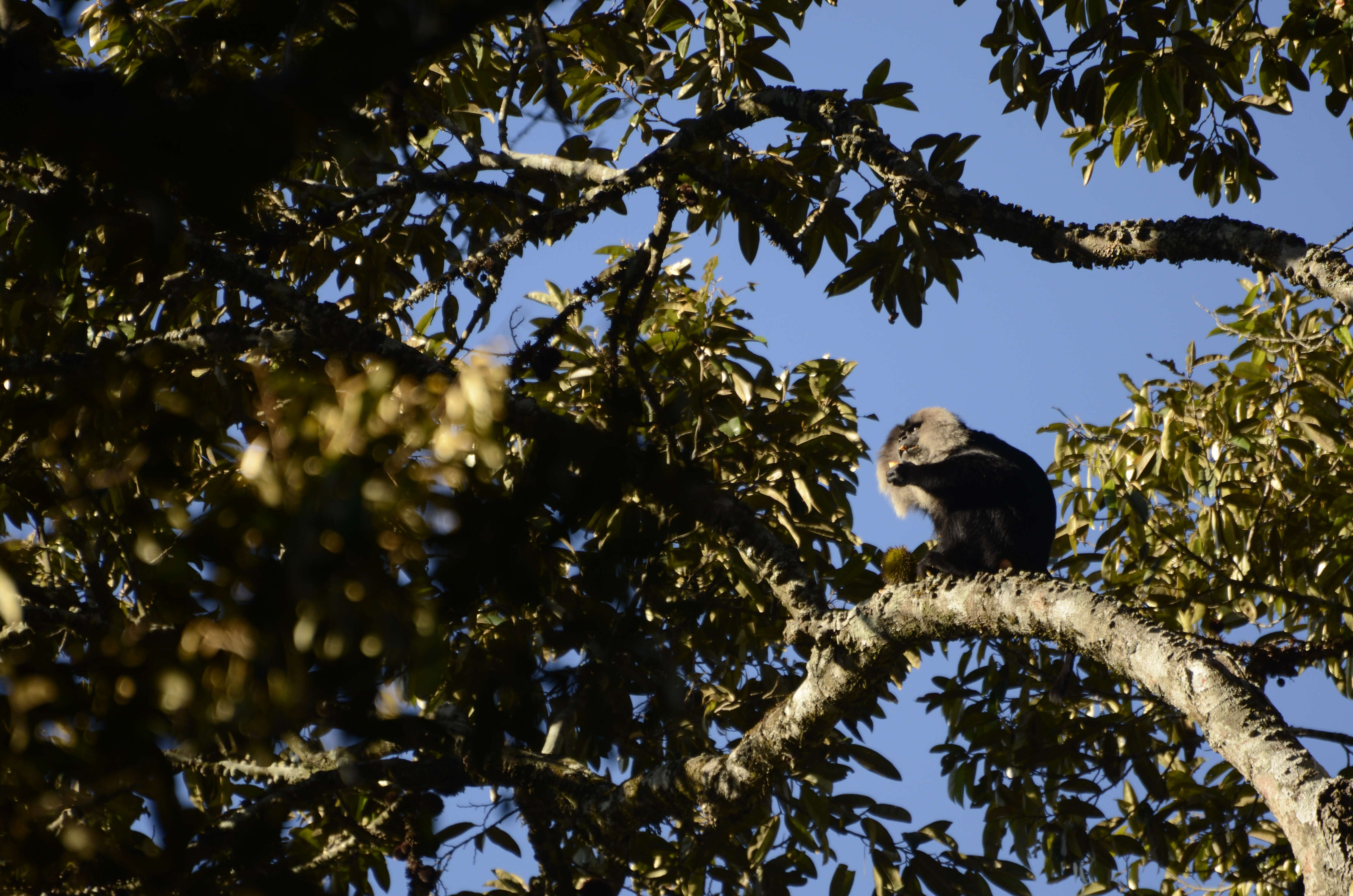 Image of Lion-tailed Macaque