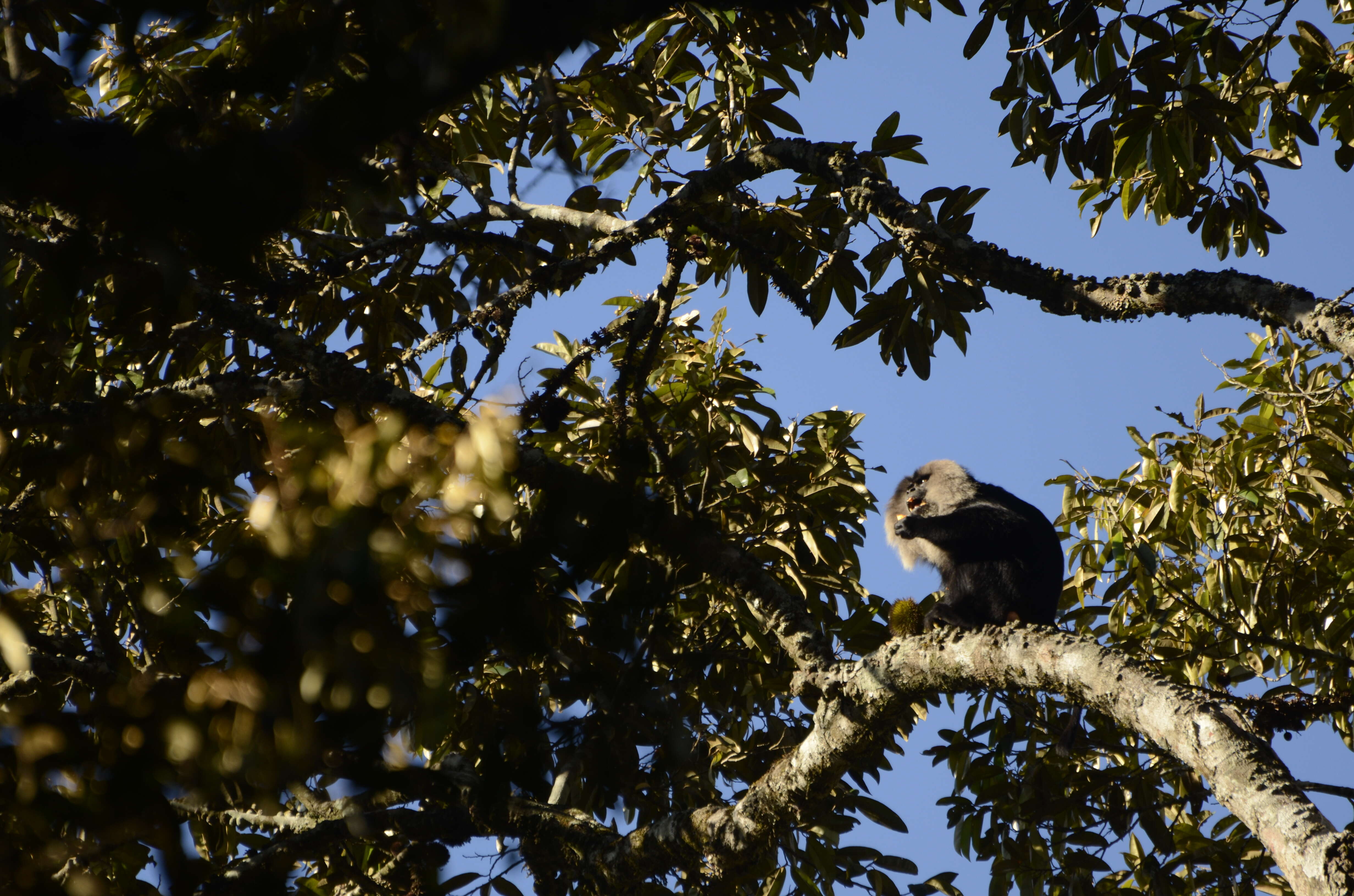 Image of Lion-tailed Macaque