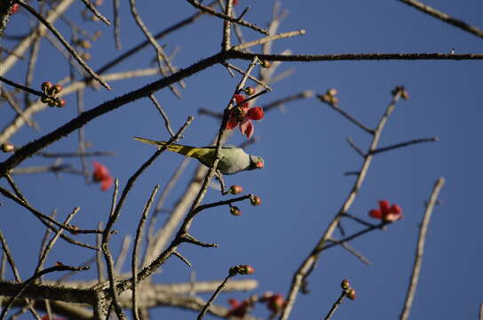 Image of Blue-winged Parakeet