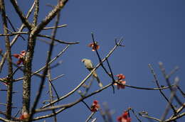 Image of Blue-winged Parakeet
