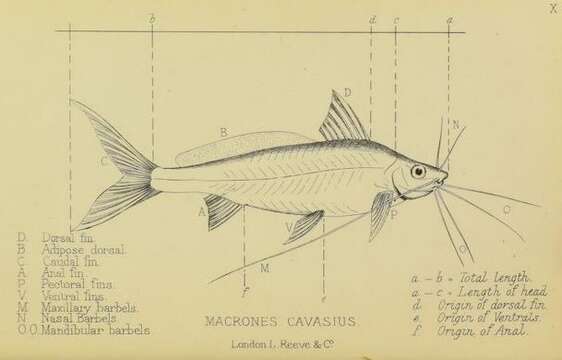 Image of Gangetic mystus