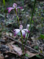 Caladenia clarkiae D. L. Jones resmi