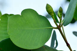 Слика од Sonneratia caseolaris (L.) A. Engl.