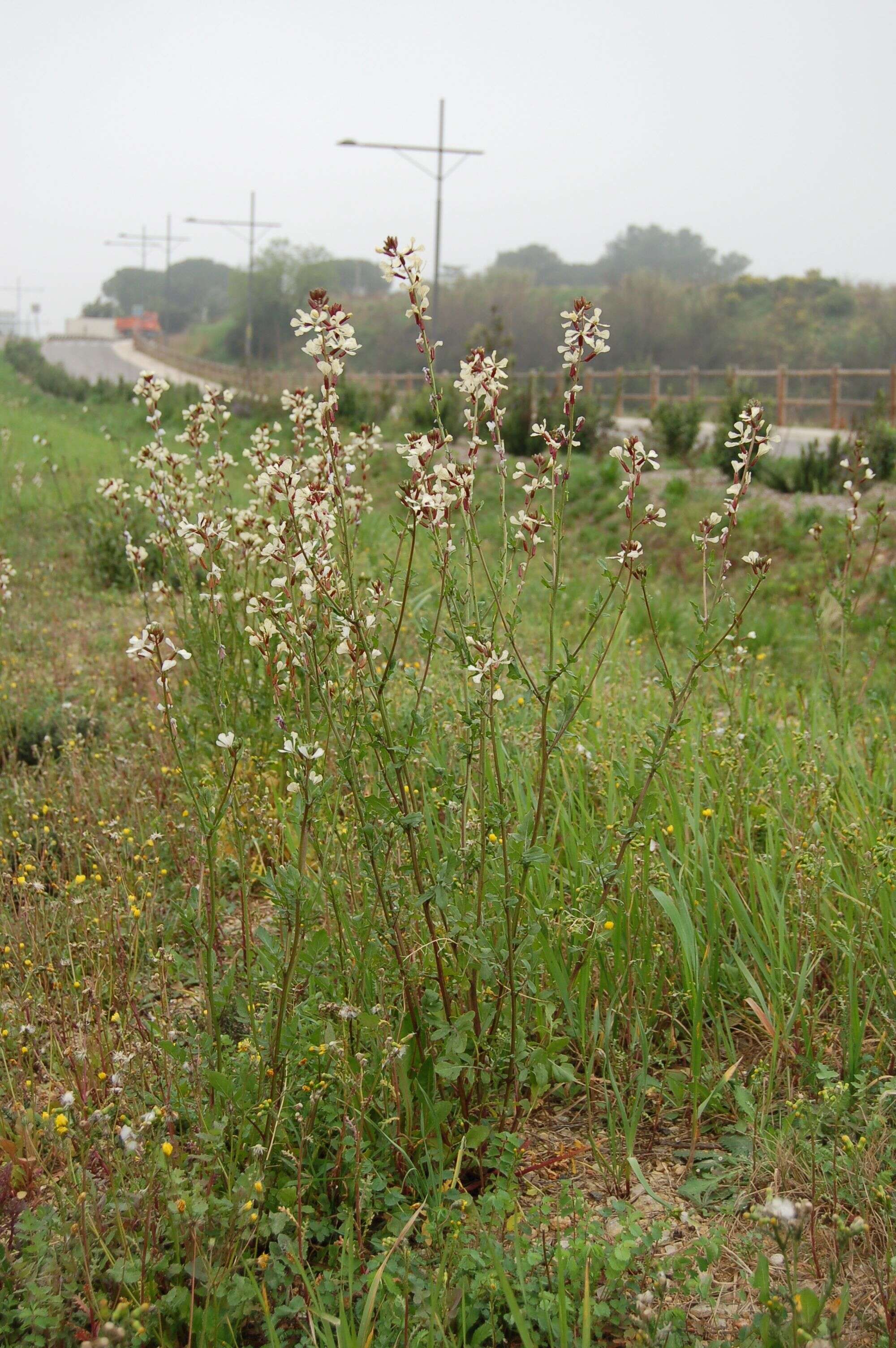 Plancia ëd Eruca vesicaria subsp. sativa (Mill.) Thell.