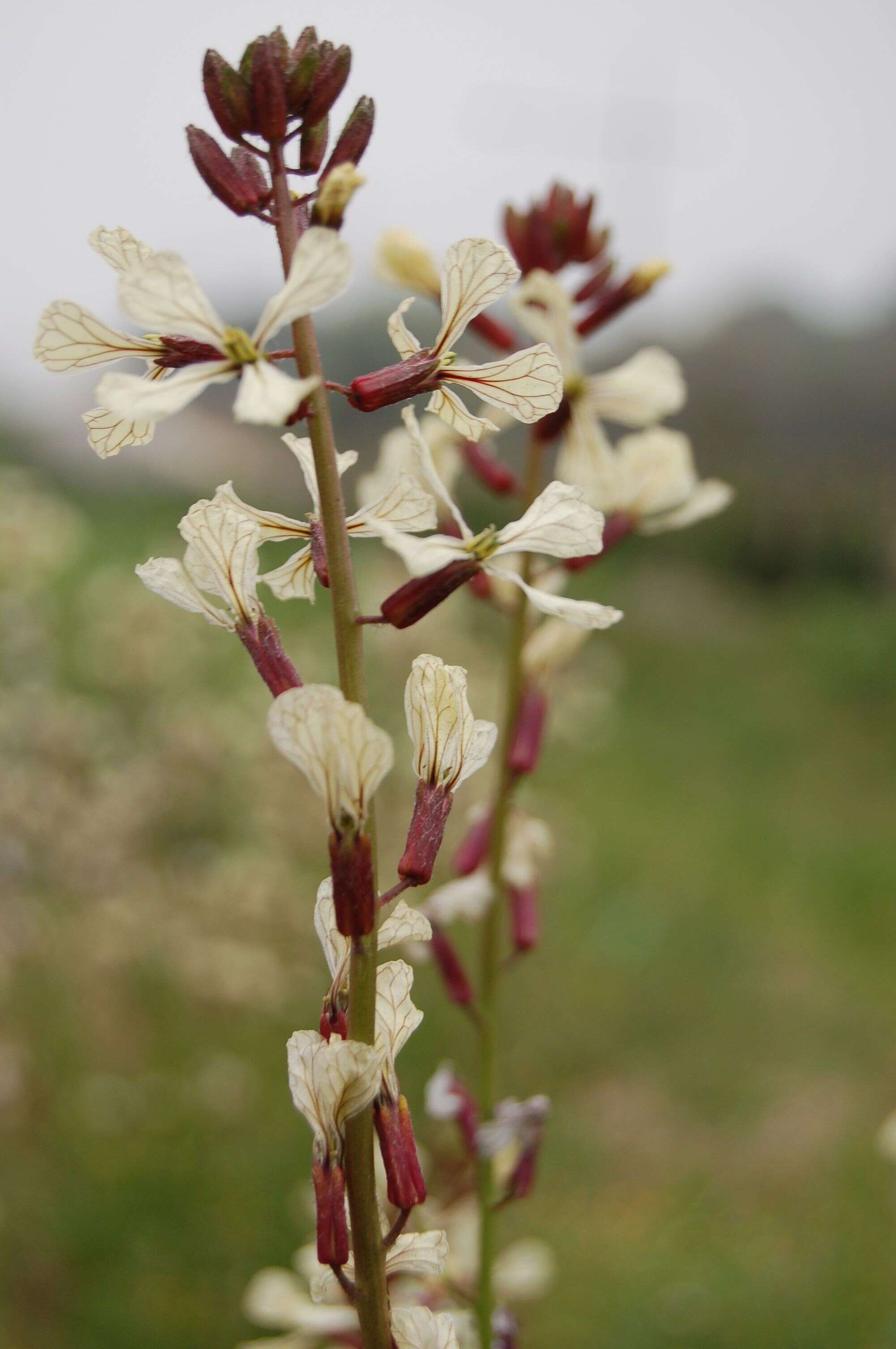 Plancia ëd Eruca vesicaria subsp. sativa (Mill.) Thell.