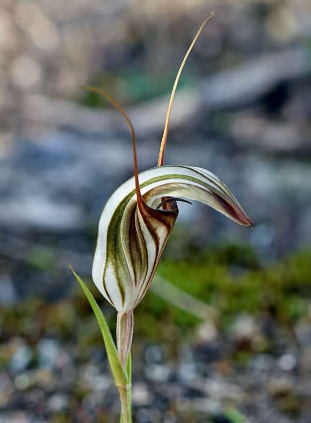 Image of Greenhood orchids