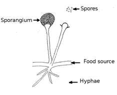 Image of Rhizopodaceae