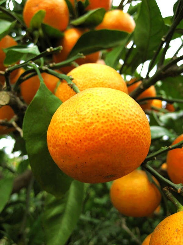 Image of Citrus unshiu