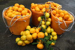 Image of Citrus unshiu