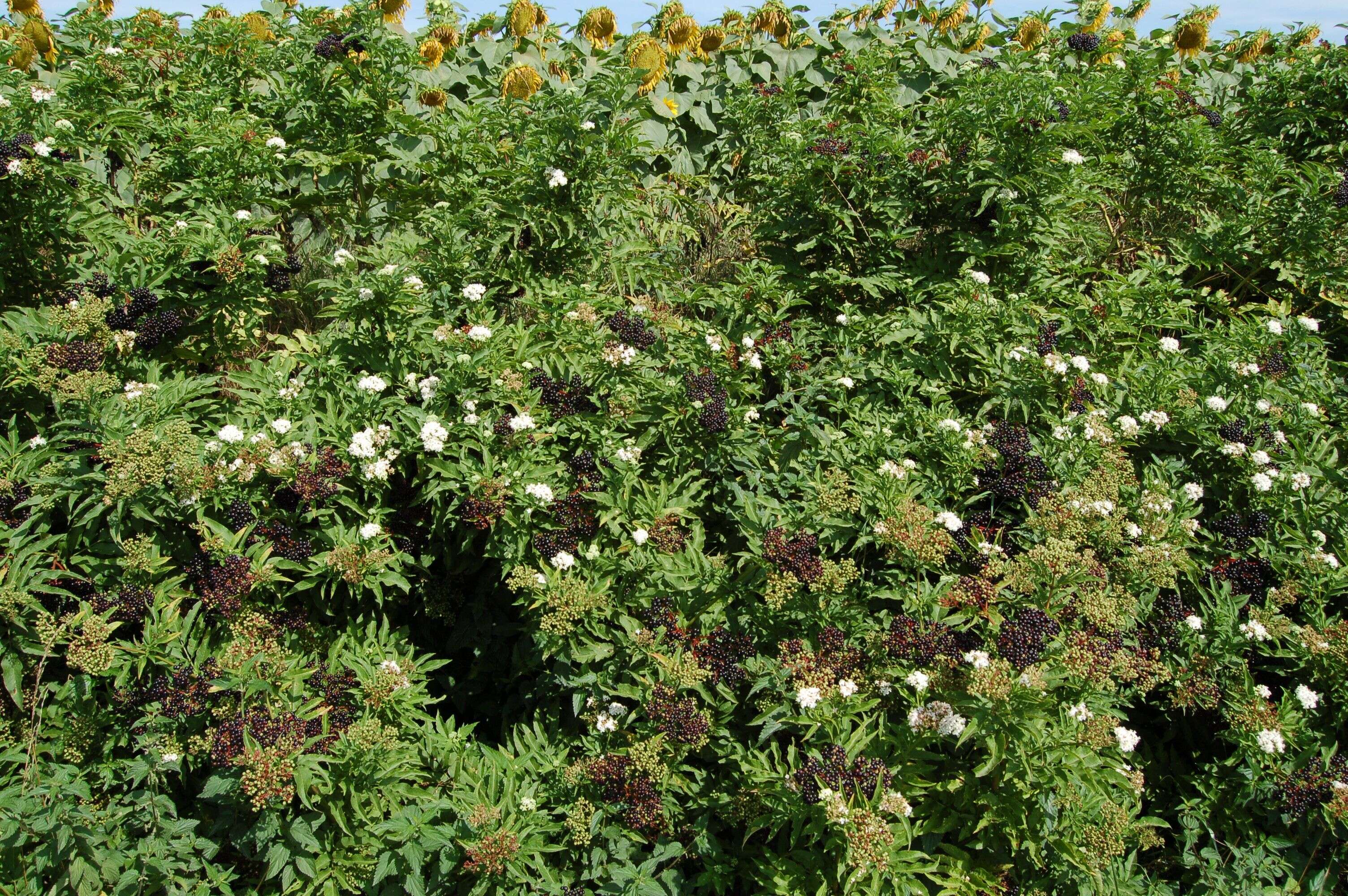 Imagem de Sambucus ebulus L.