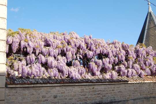 Image of Chinese wisteria