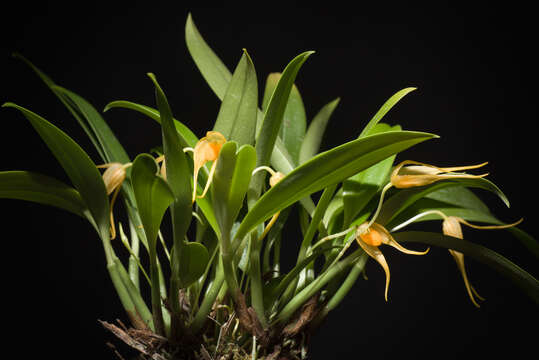 Image of Bulbophyllum ankylochele J. J. Verm.