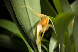 Image of Bulbophyllum ankylochele J. J. Verm.