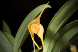 Image of Bulbophyllum ankylochele J. J. Verm.