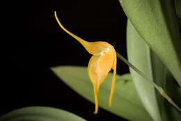 Image of Bulbophyllum ankylochele J. J. Verm.