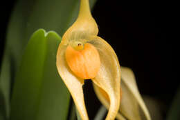 Image of Bulbophyllum ankylochele J. J. Verm.