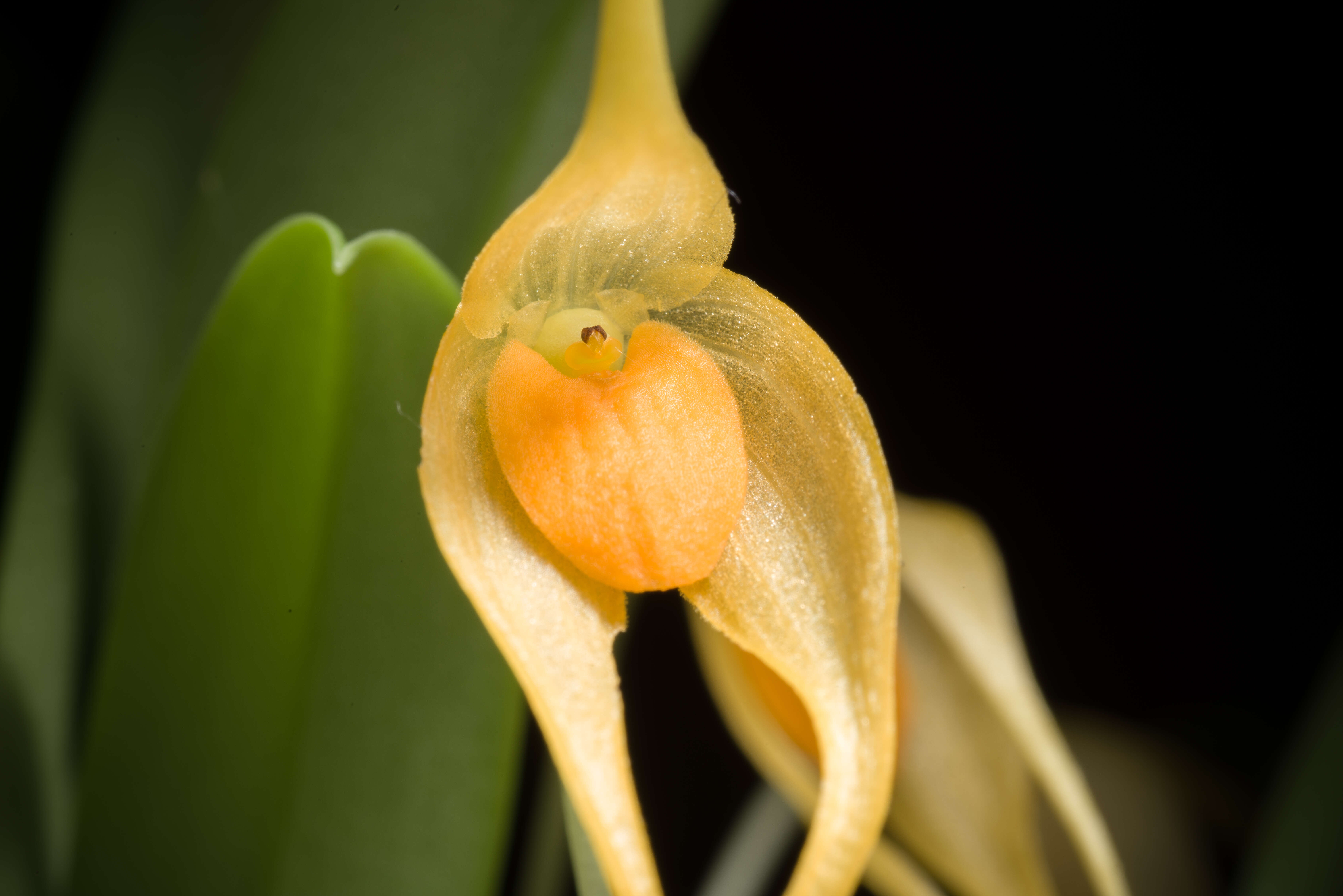 Image of Bulbophyllum ankylochele J. J. Verm.