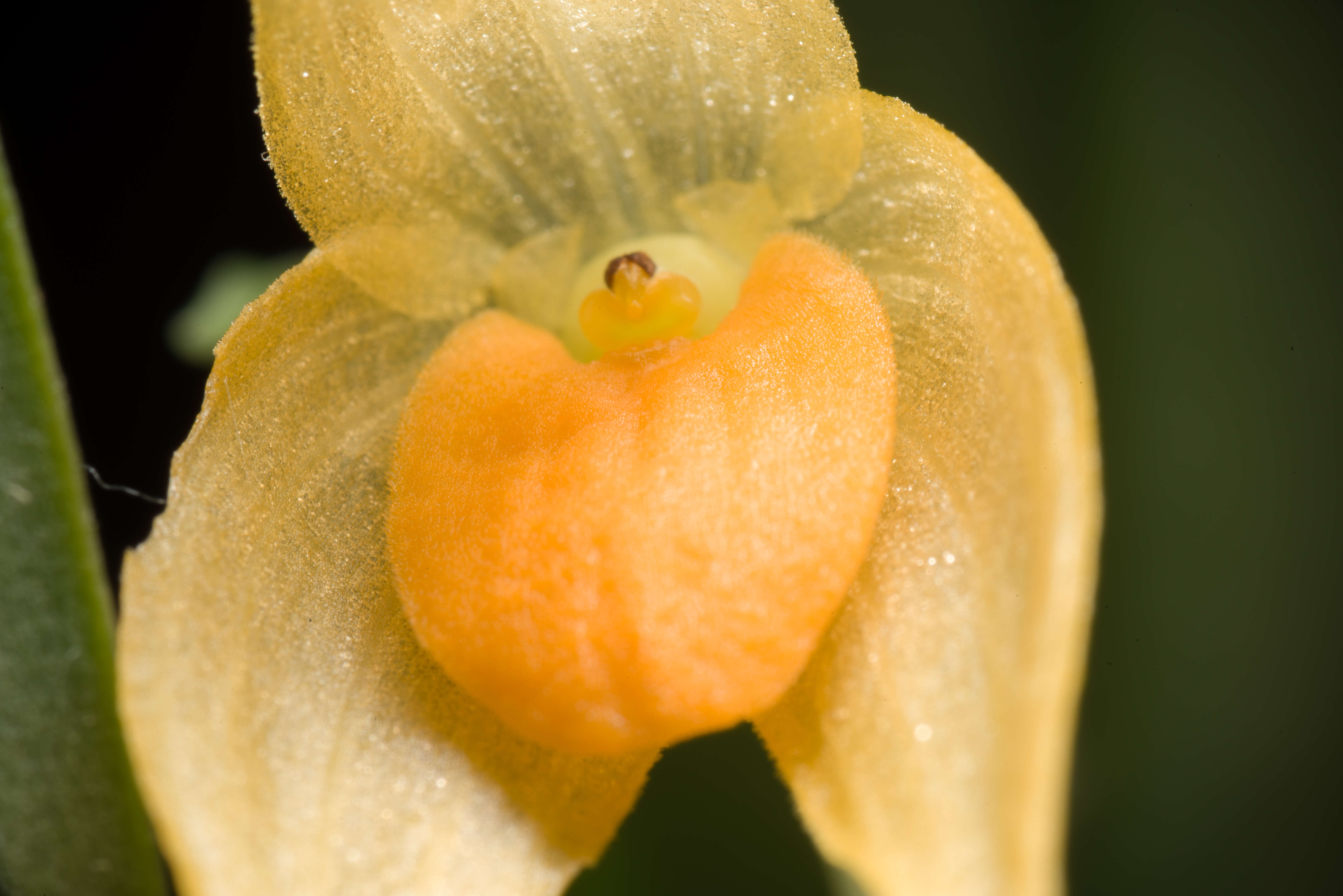 Image of Bulbophyllum ankylochele J. J. Verm.