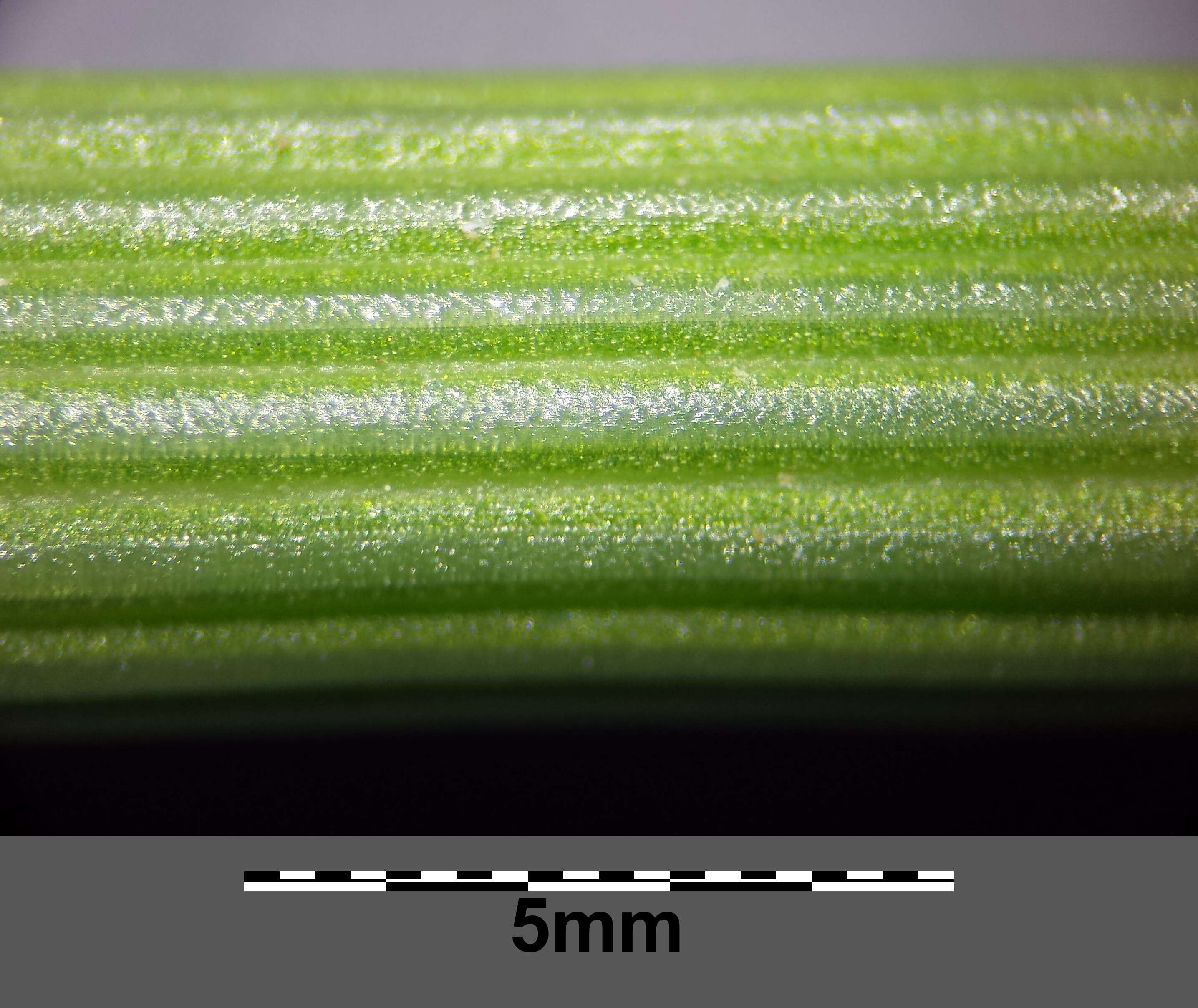 Image of field horsetail