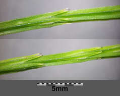 Image of field horsetail