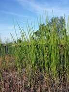 Image of boston horsetail