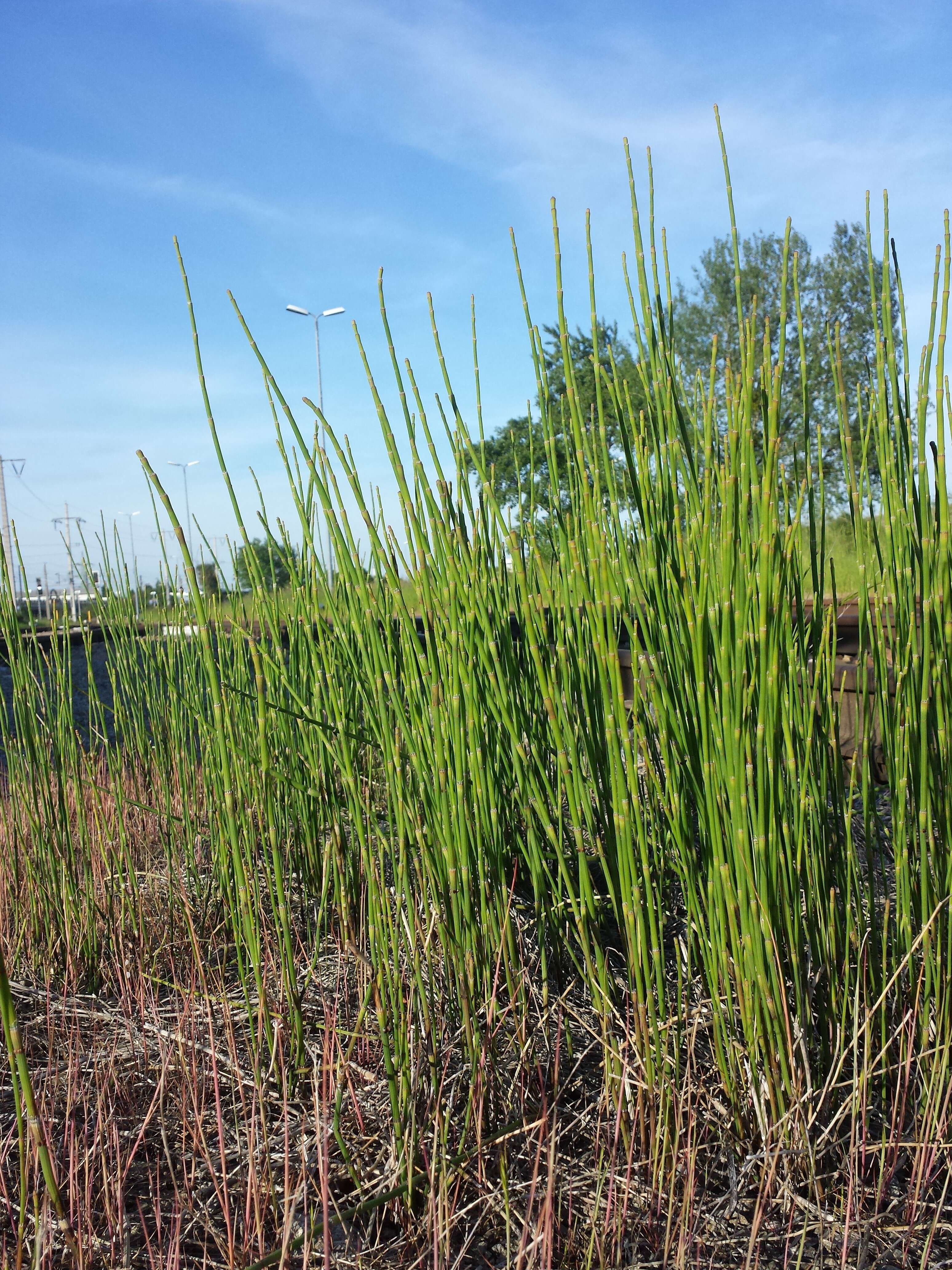 Image of boston horsetail