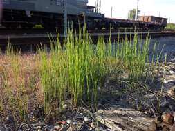 Image of boston horsetail