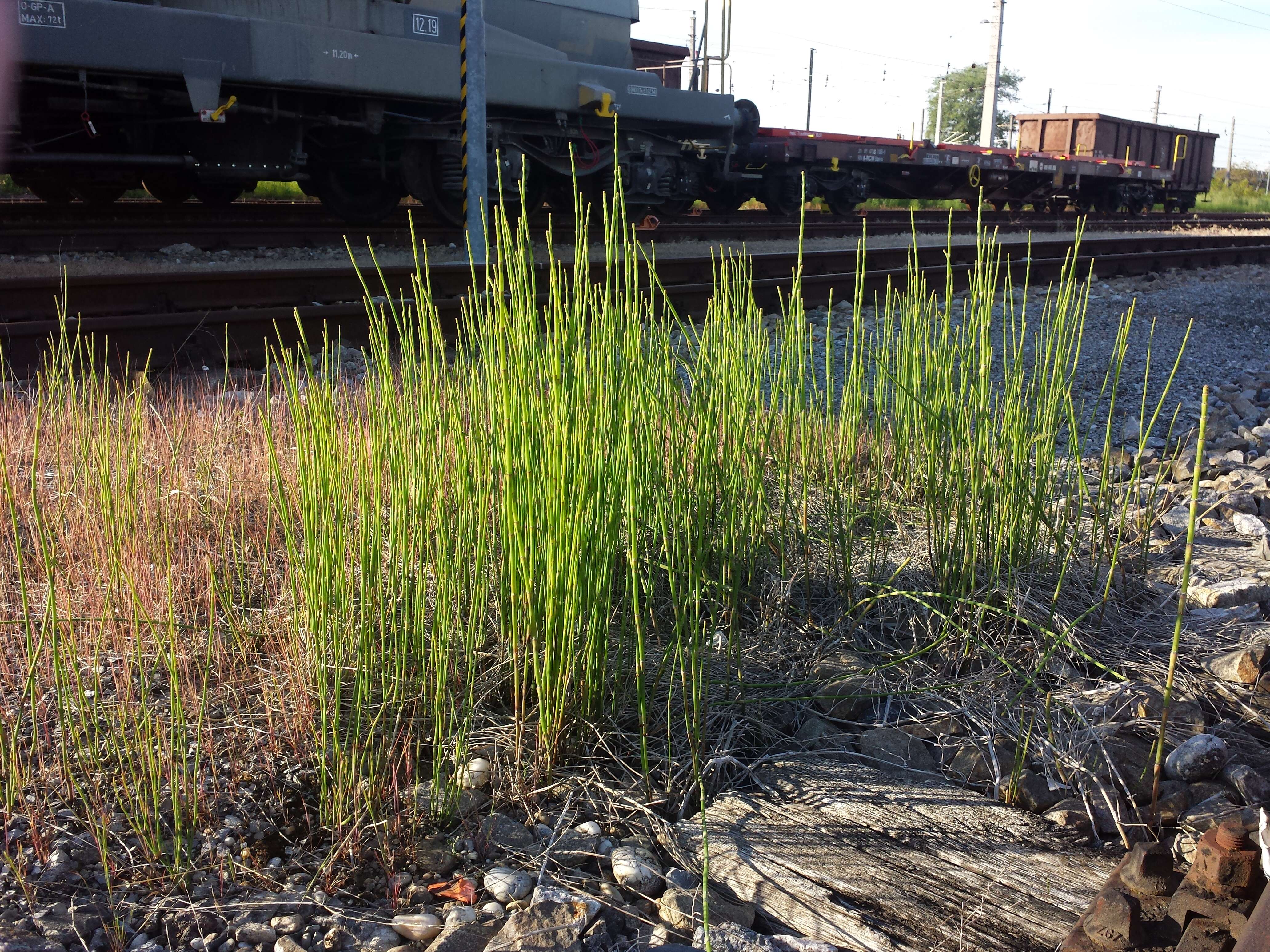 Image of boston horsetail