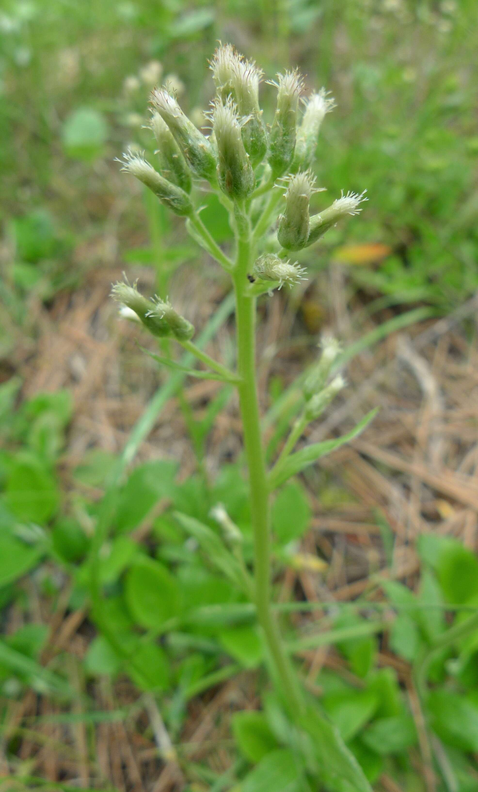 Imagem de Antennaria racemosa Hook.