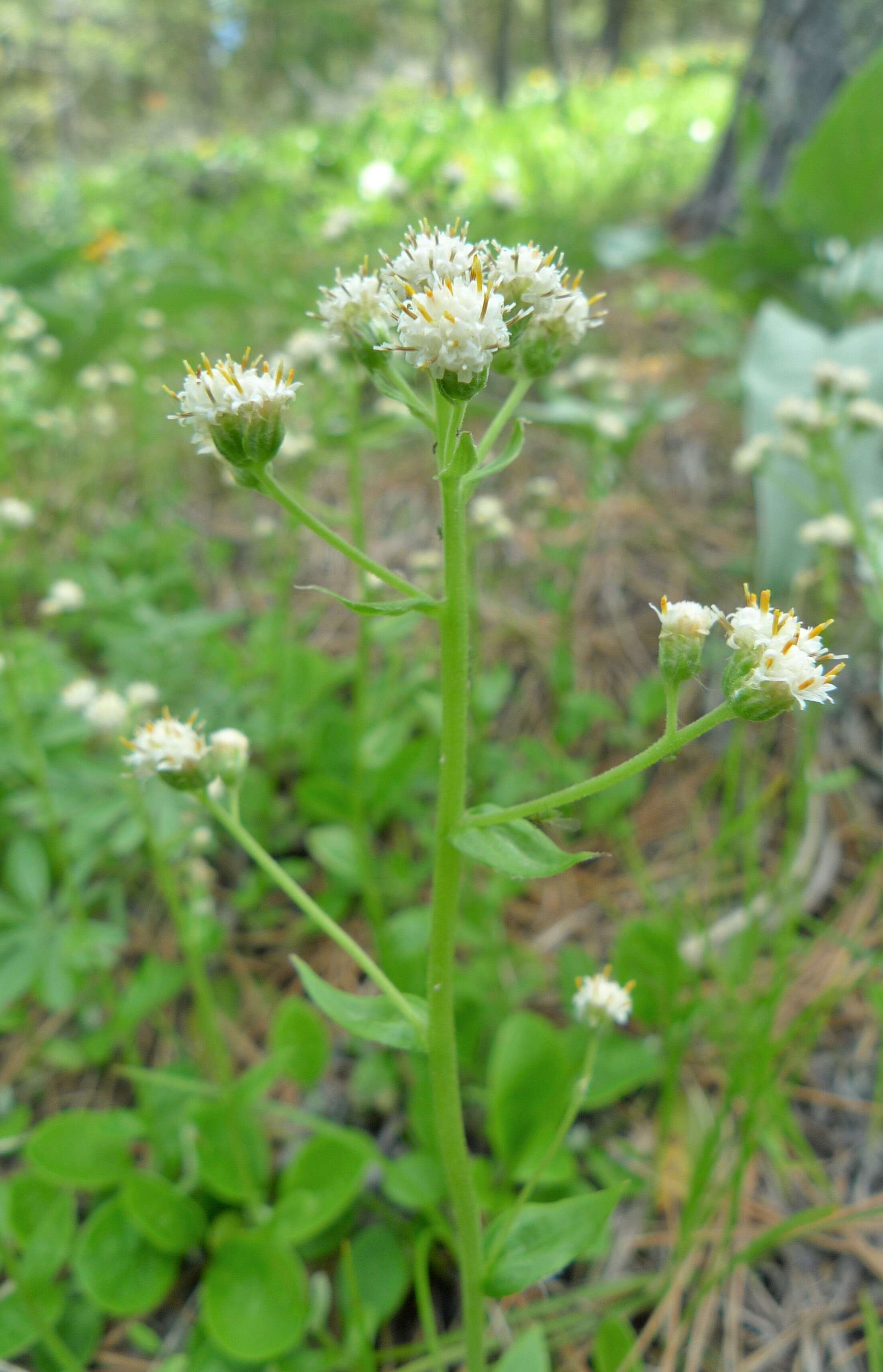 Imagem de Antennaria racemosa Hook.