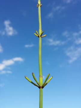 Image of boston horsetail