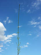 Image of boston horsetail