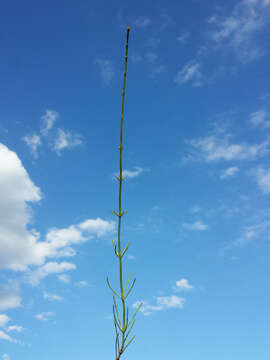 Image of boston horsetail