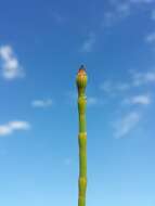 Image of boston horsetail