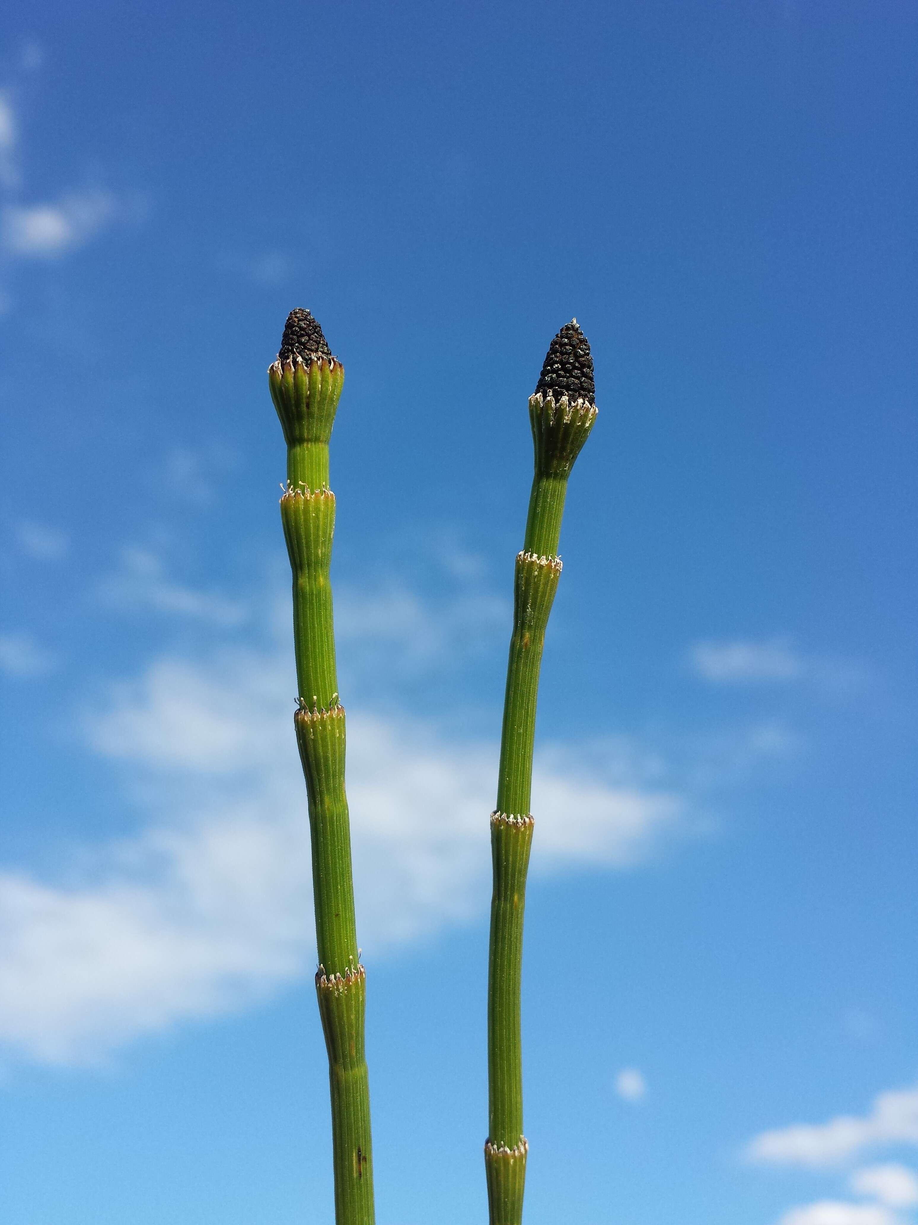 Image of boston horsetail