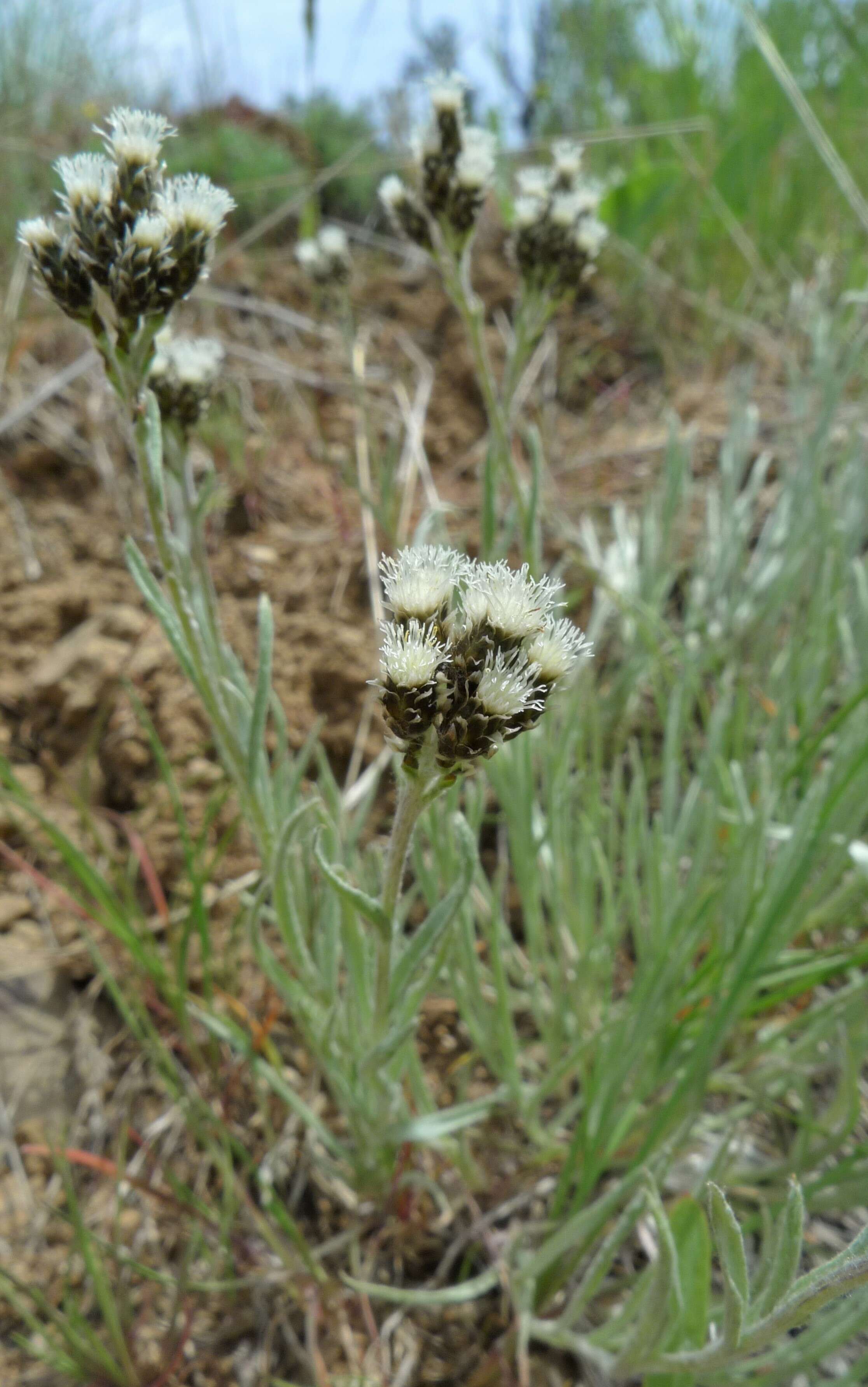 Imagem de Antennaria stenophylla (A. Gray) A. Gray