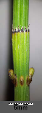 Image of boston horsetail