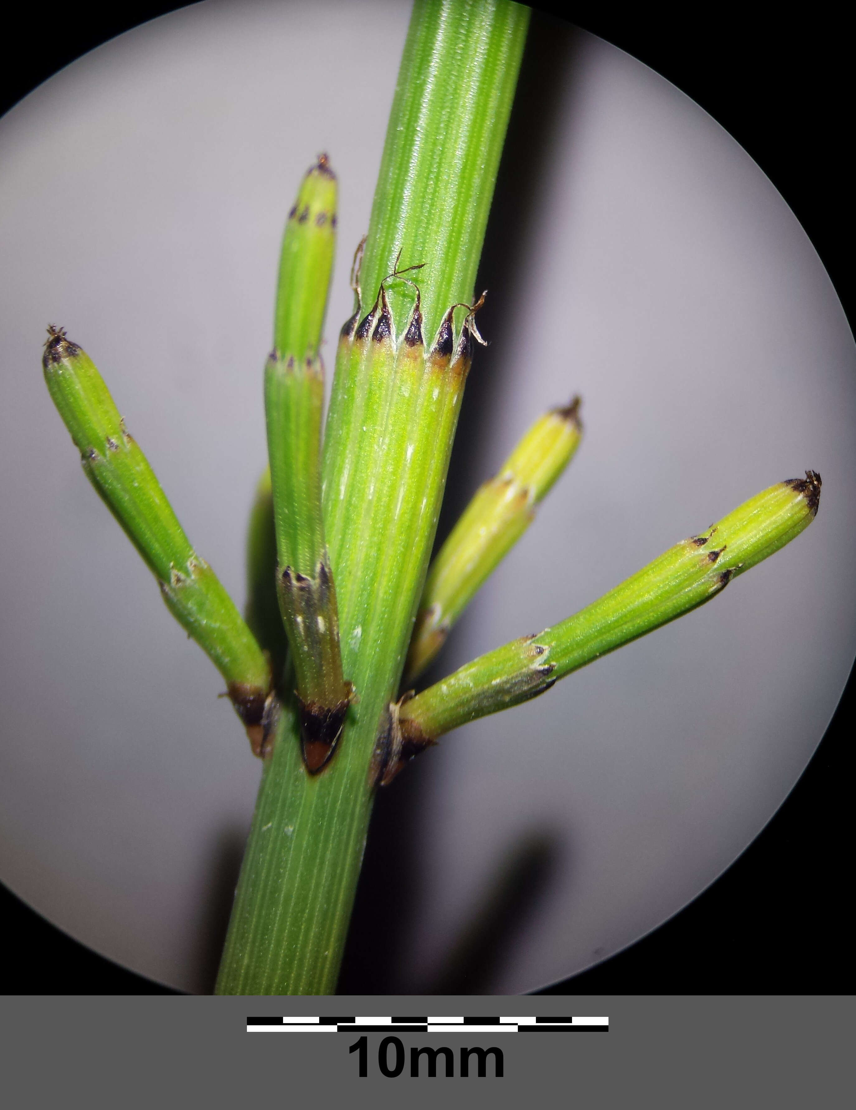 Image of boston horsetail