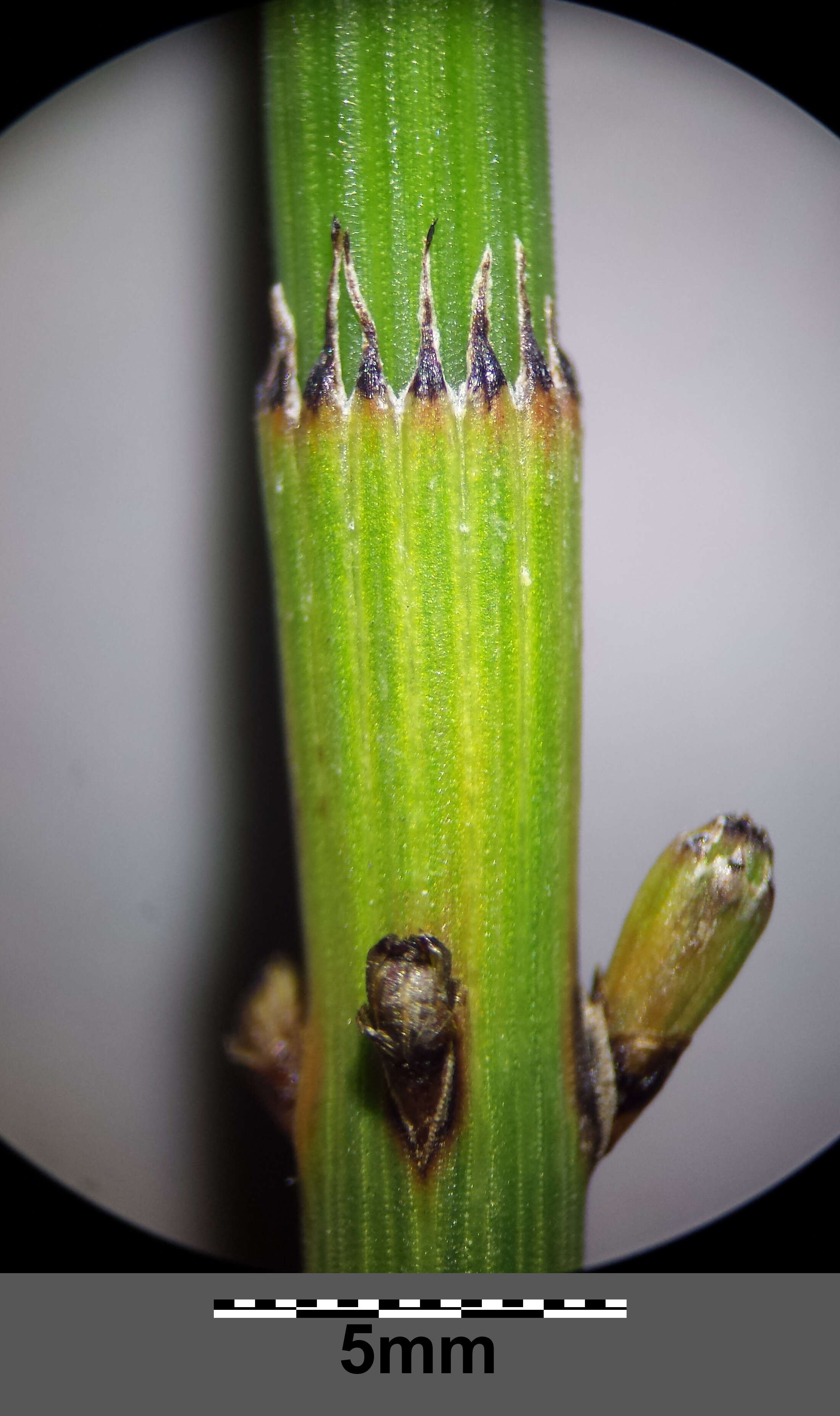 Image of boston horsetail