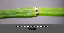 Image of boston horsetail