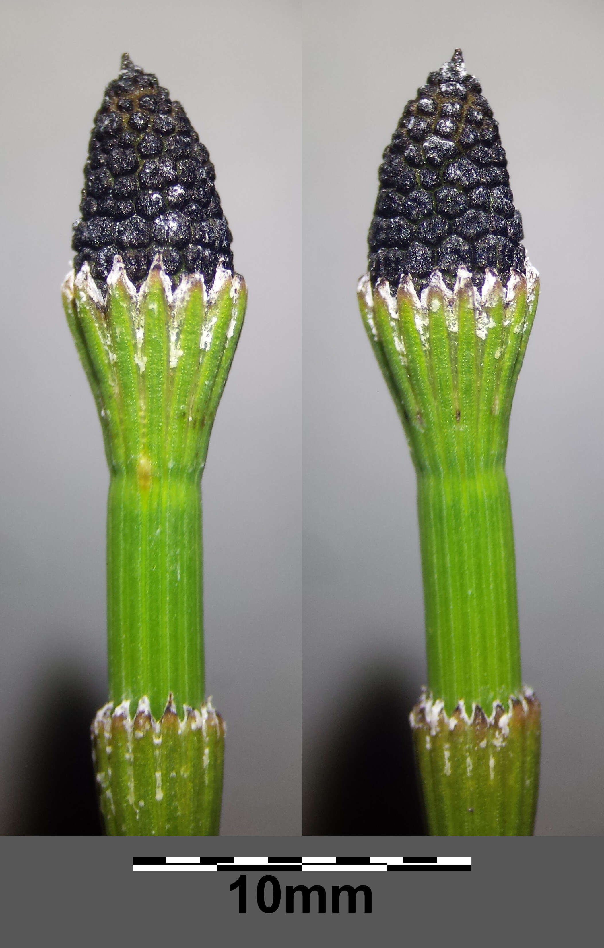 Image of boston horsetail