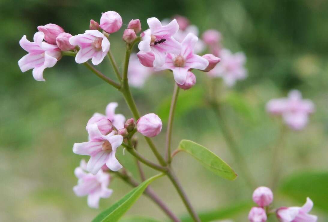 Image of flytrap dogbane