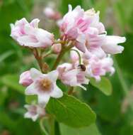 Image of flytrap dogbane