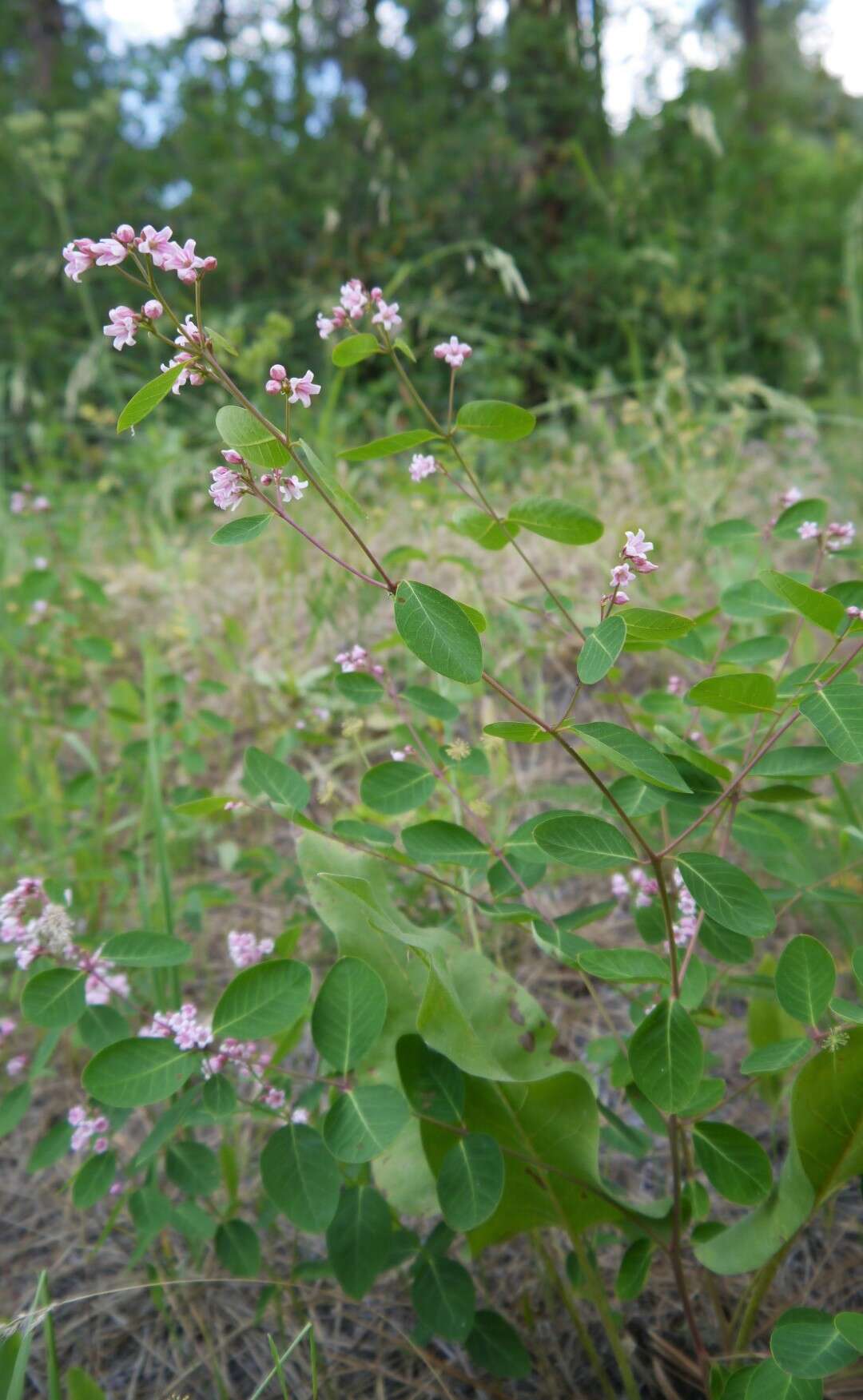 Image of flytrap dogbane