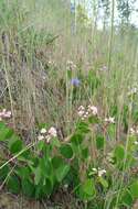 Image of flytrap dogbane